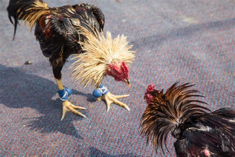 20 facts about cockfighting